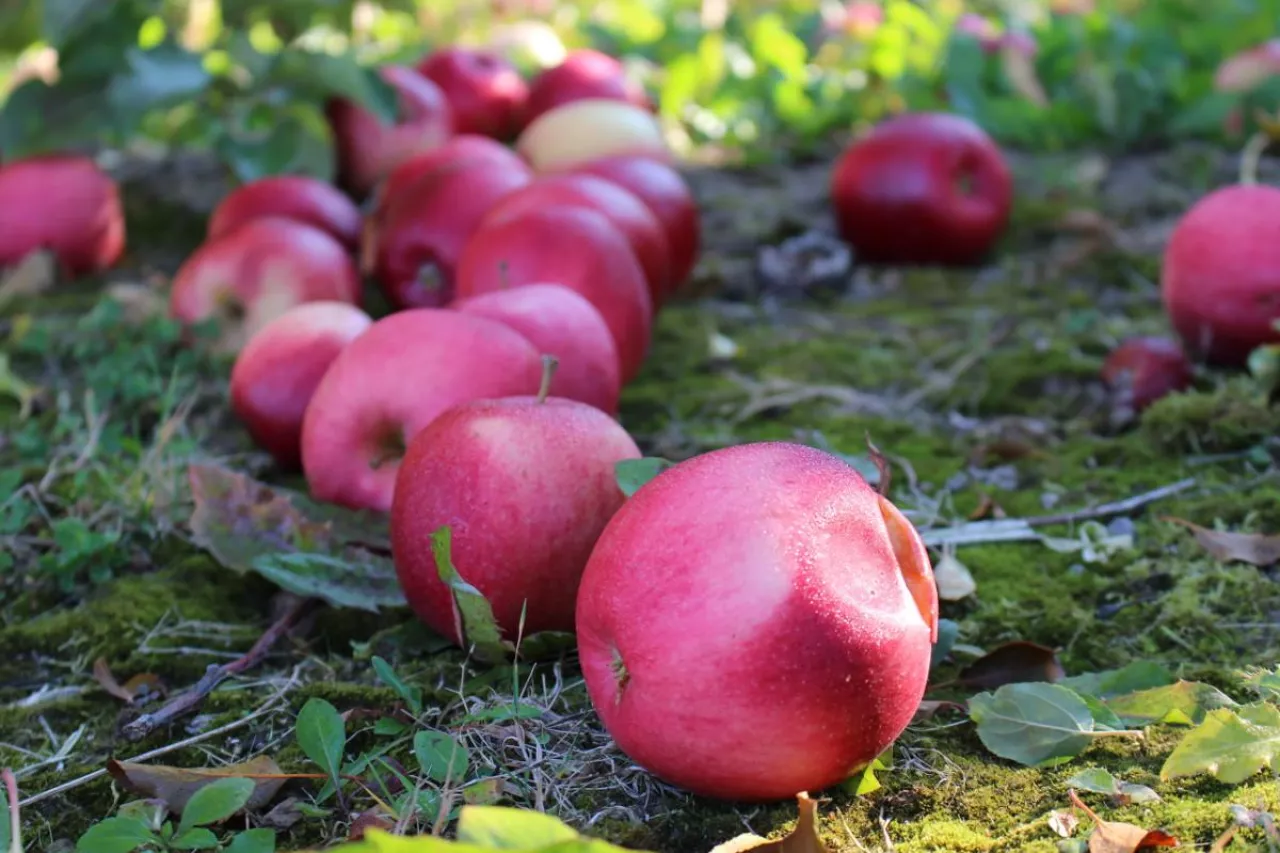 jjabłka przemysłowe