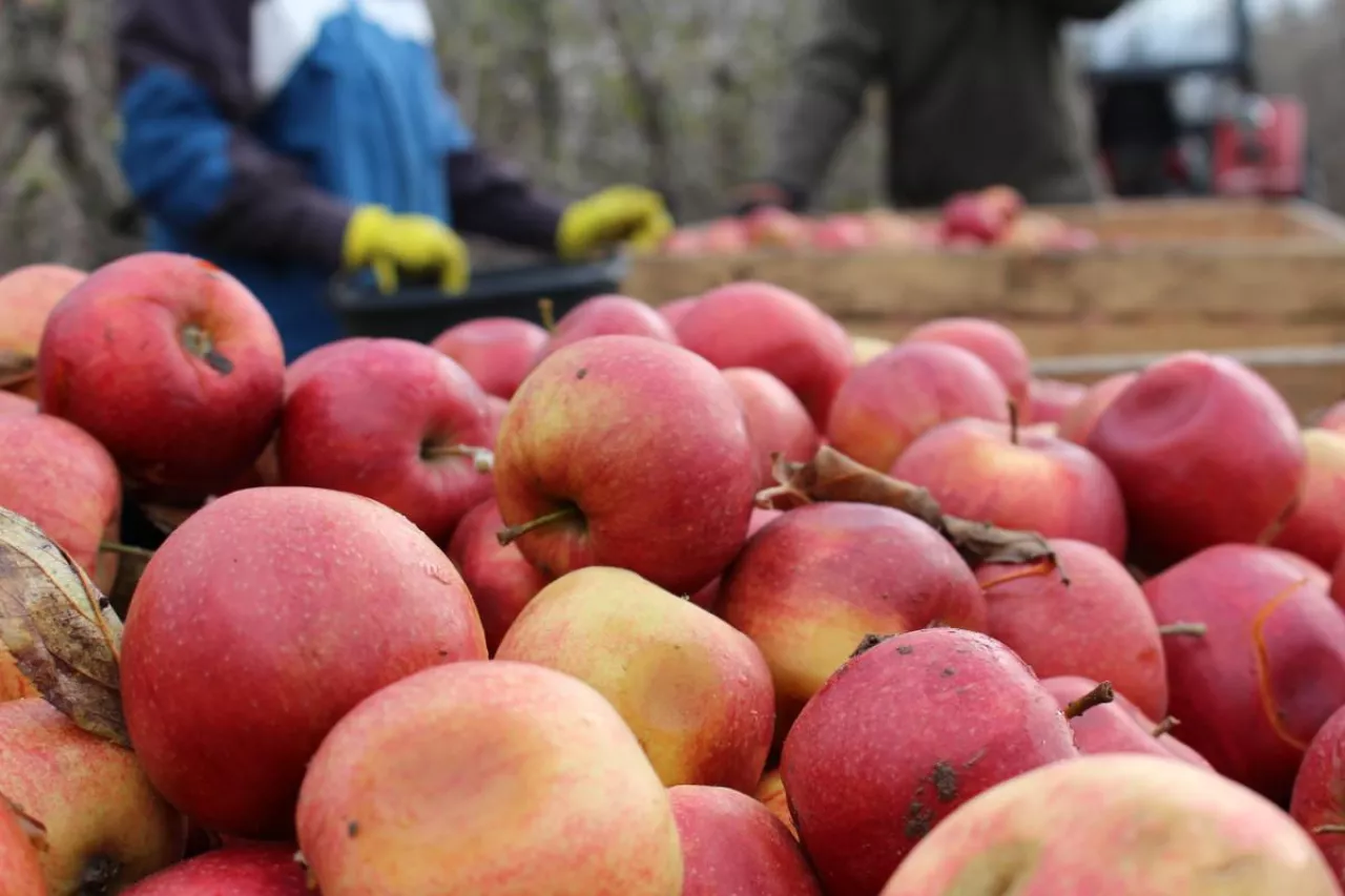 jabłka przemysłowe