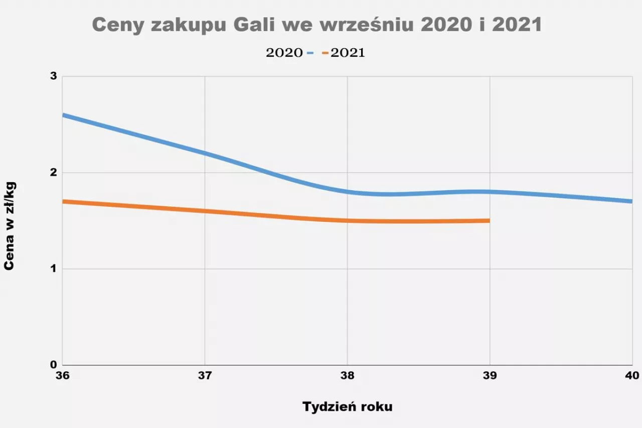Ceny Gali we wrześniu 2020 i 2021. Dane własne. Opracowanie własne.