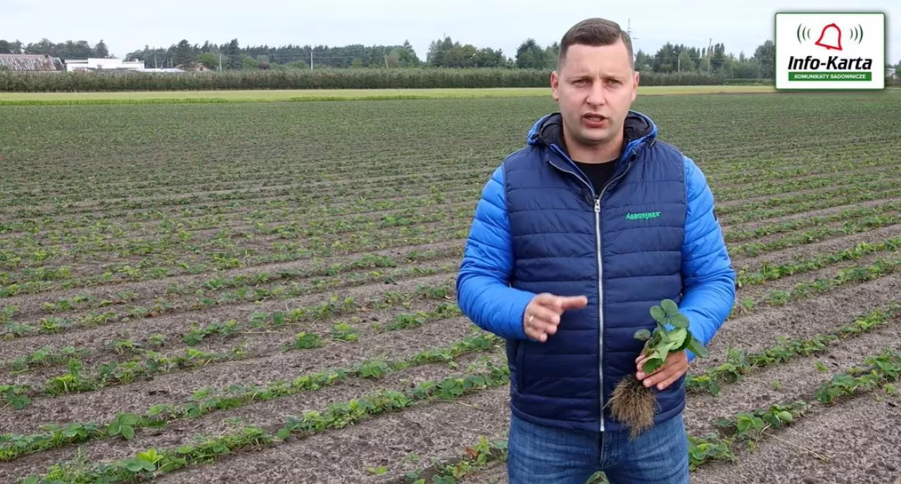 Tomasz Domański - Agrosimex