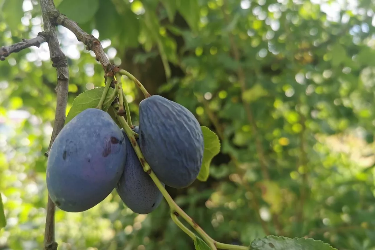 Marszczące się śliwki - 2021