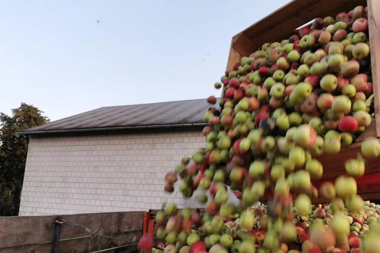 jabłka przemysłowe