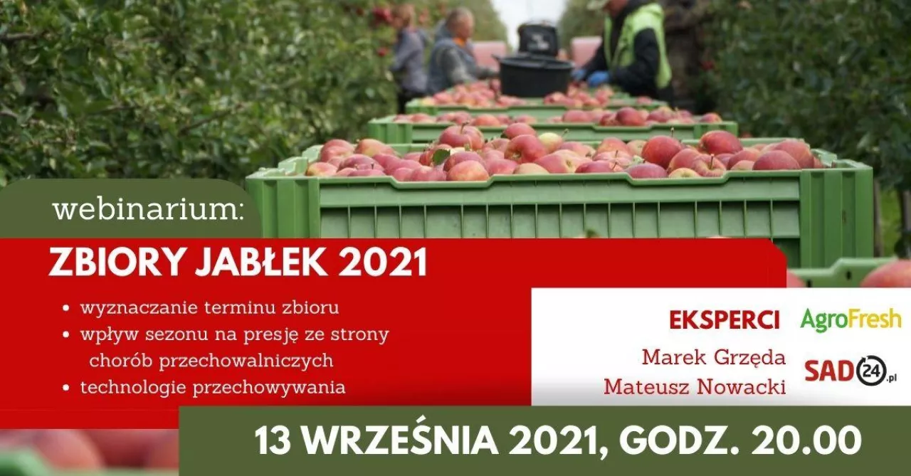 zbiory jabłęk 2021