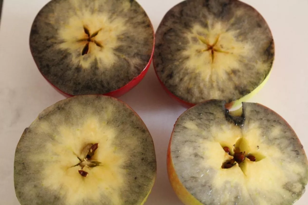 dojrzałość zbiorcza