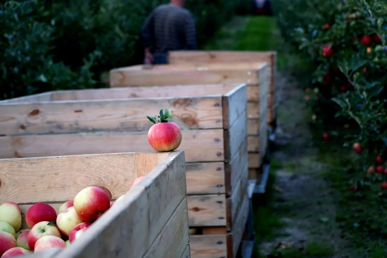 dotacje w gospodarstwa sadowniczego