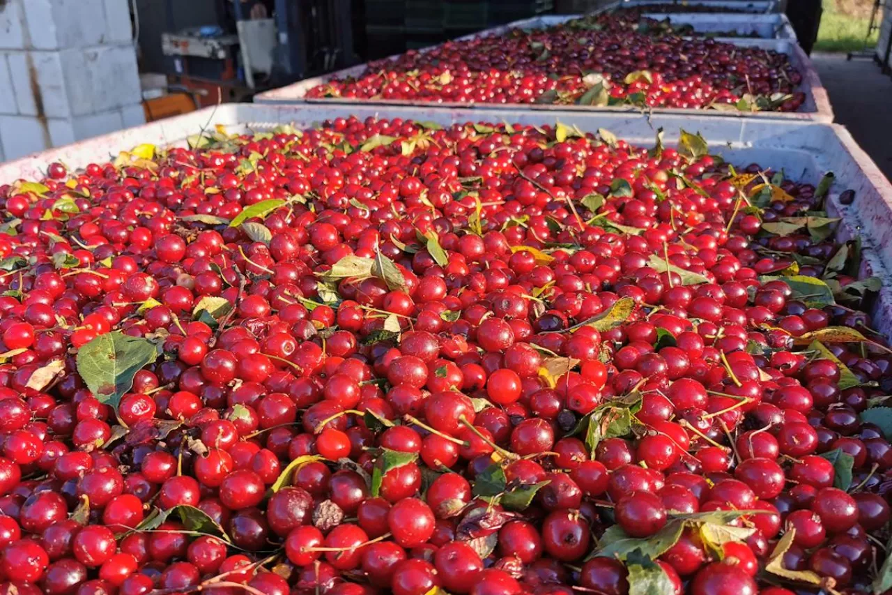 wiśnie na tłoczenie