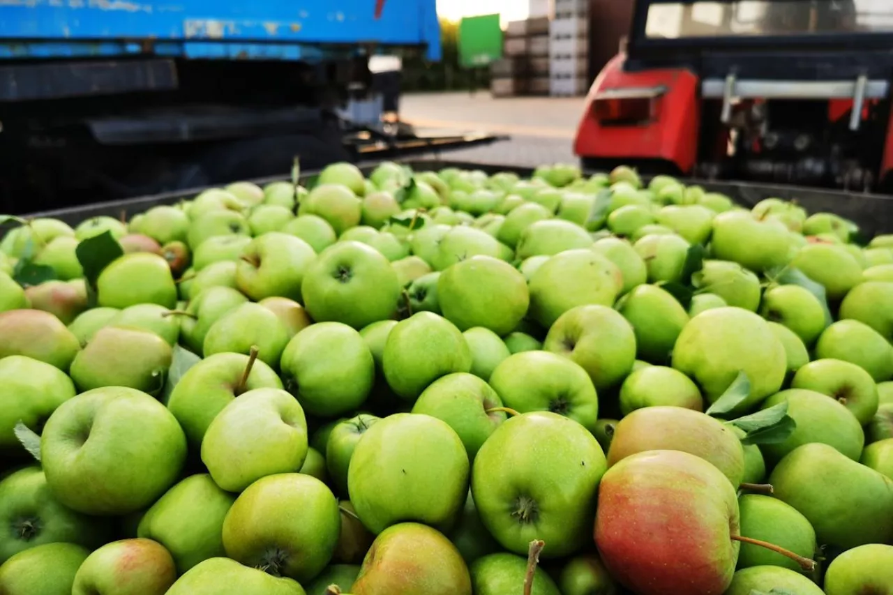 jabłka przemysłowe