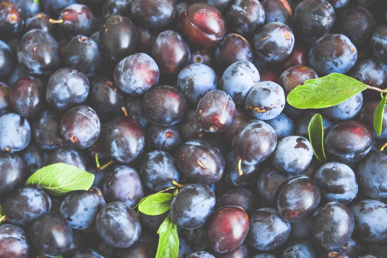 śliwki przemysłowe