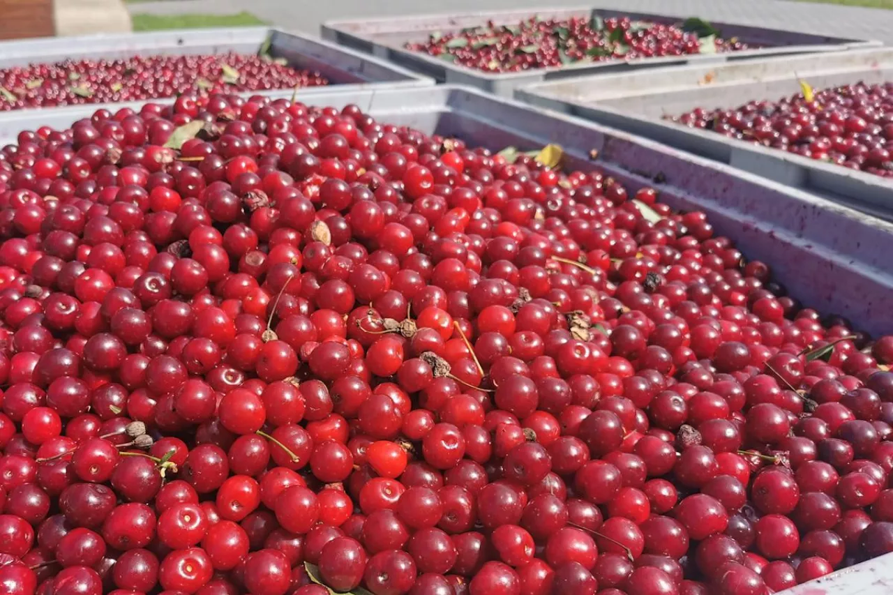 wiśnie na tłoczenie