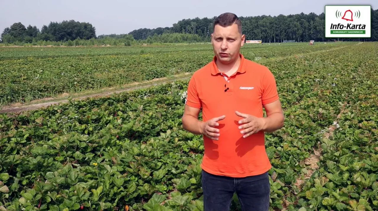 Tomasz Domański - zalecenia w uprawie truskawek po zbiorach