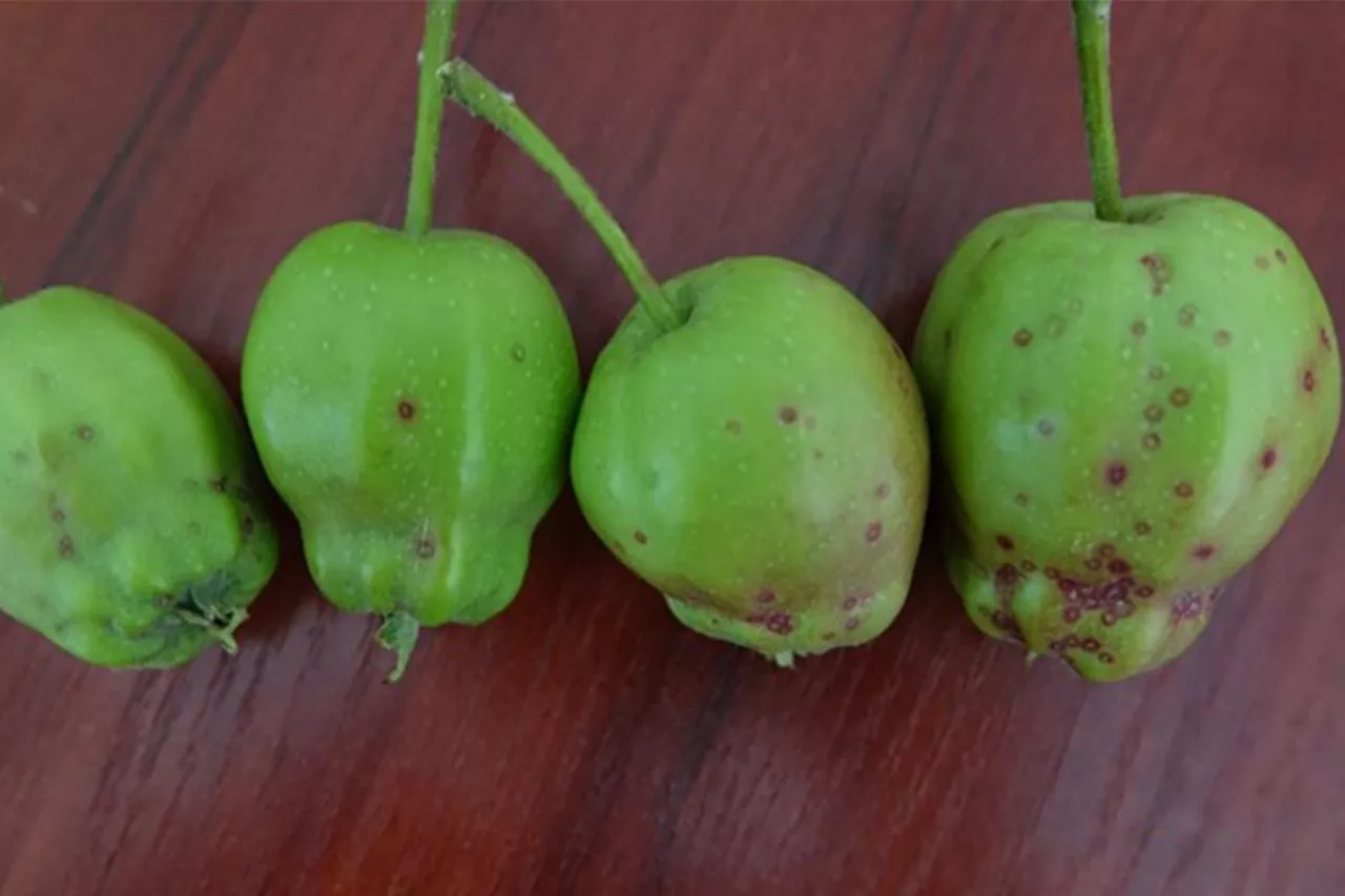 tarcznik niszczyciel