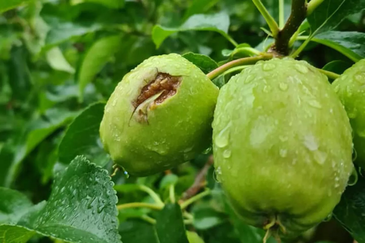 gradobicie Belsk Duży