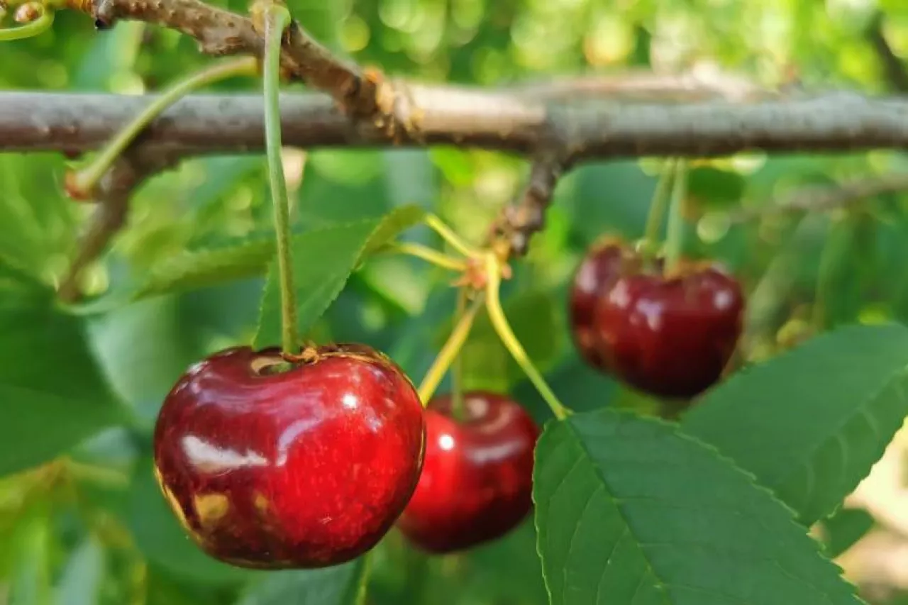 czereśnia Techlovan