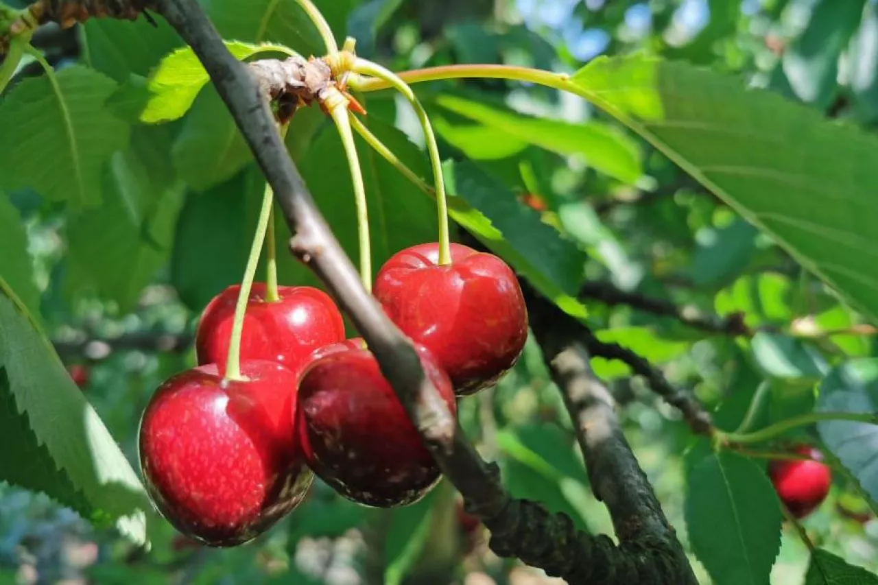 czereśnie na drzewie