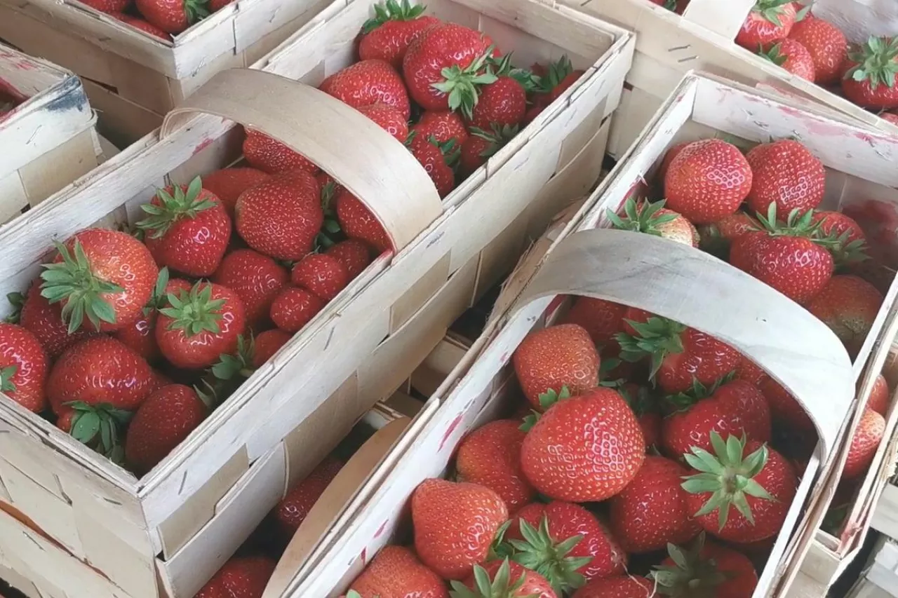 truskawki w łubiankach