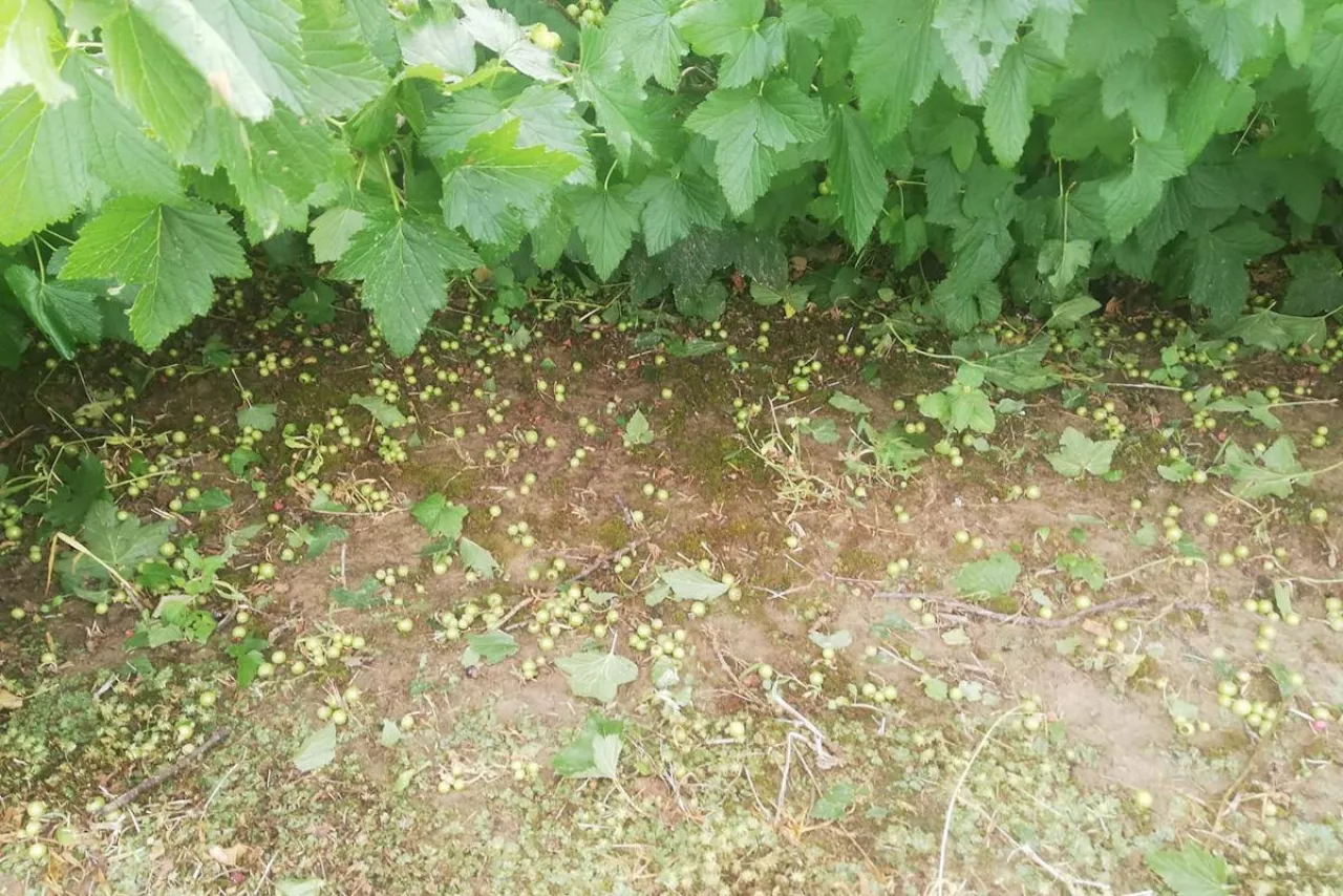 gradobicia w Lubelskim