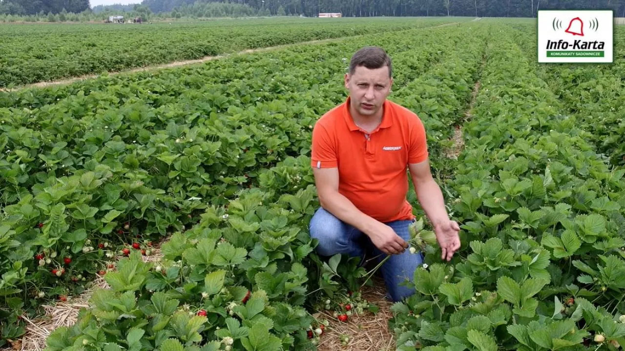Tomasz Domański Agrosimex - 23.06.2021 - komunikat jagodowy
