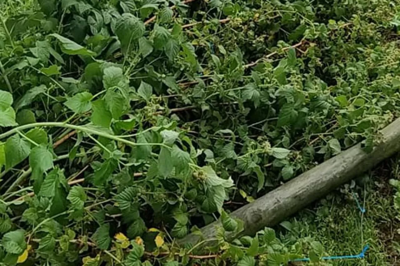 zniszczona plantacja malin