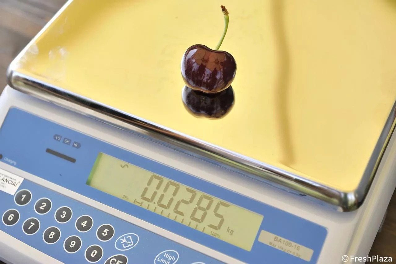 rekordowa czereśnia