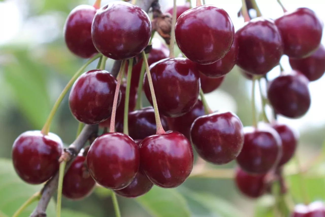 wiśnie na drzewie