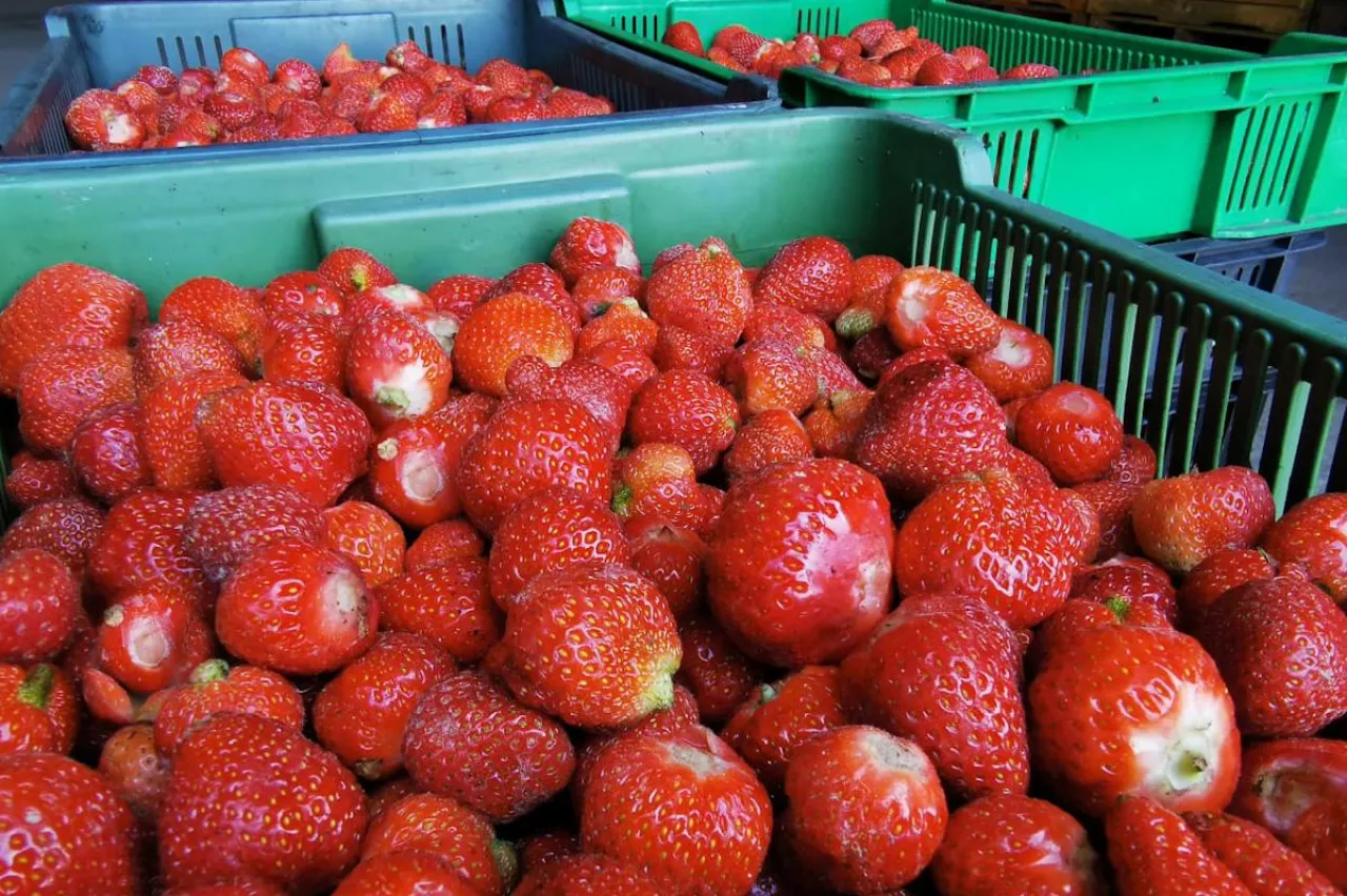 truskawki na mrożenie