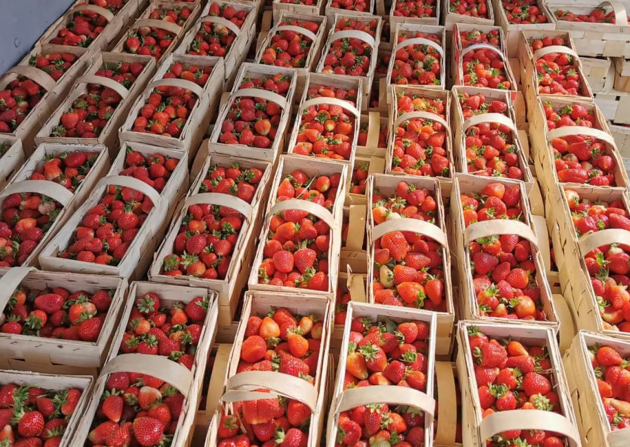 truskawki w łubiankach