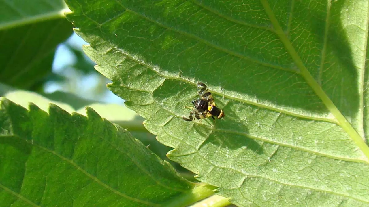 Fot. Mucha nasionnicy trześniówki R. cerasi, fot. M. Tartanu