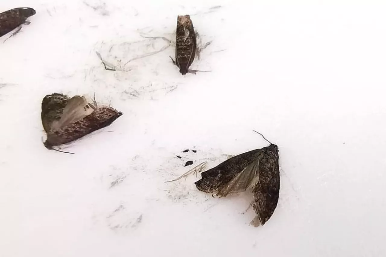 owocówka śliwkóweczka