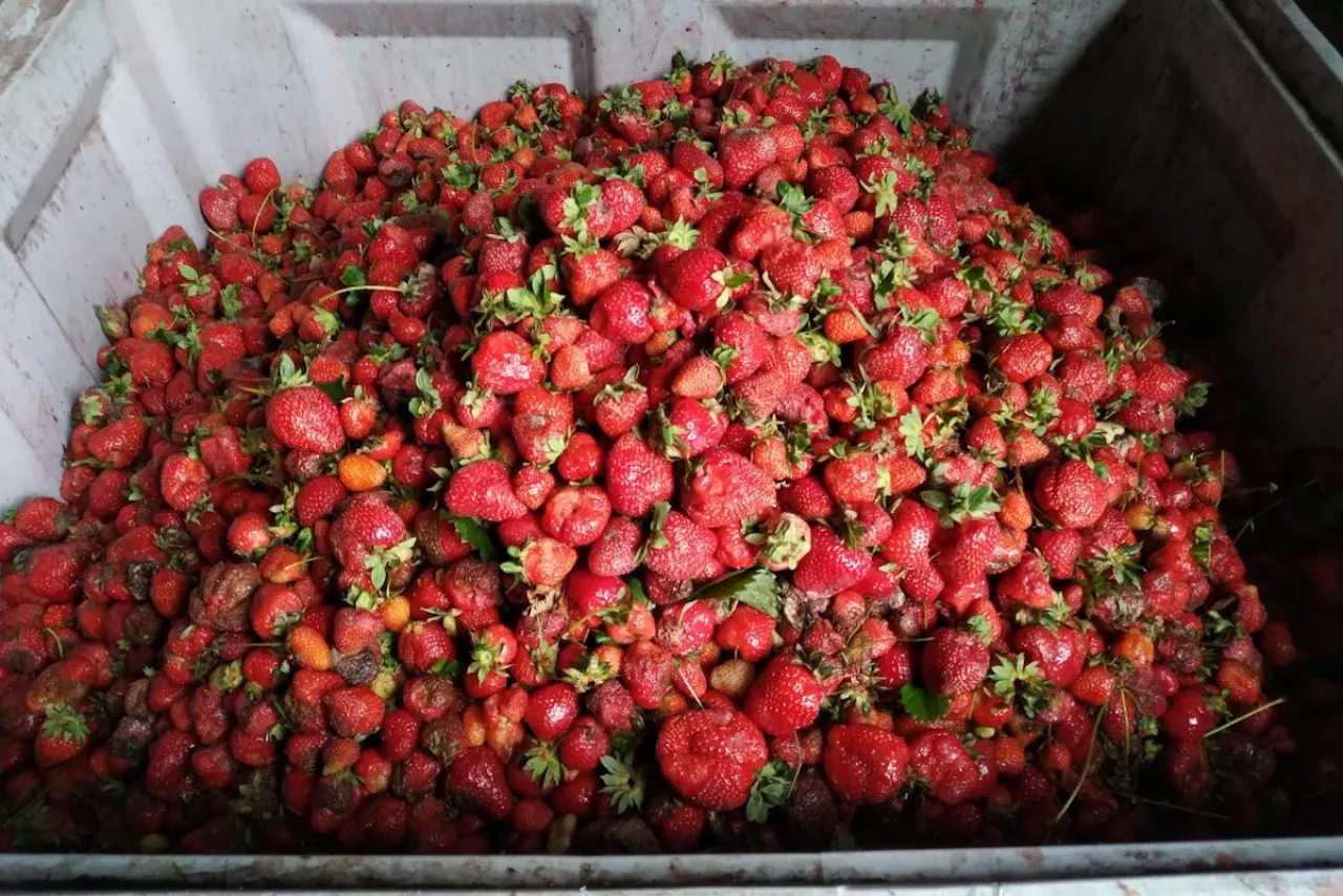 truskawki z szupułką