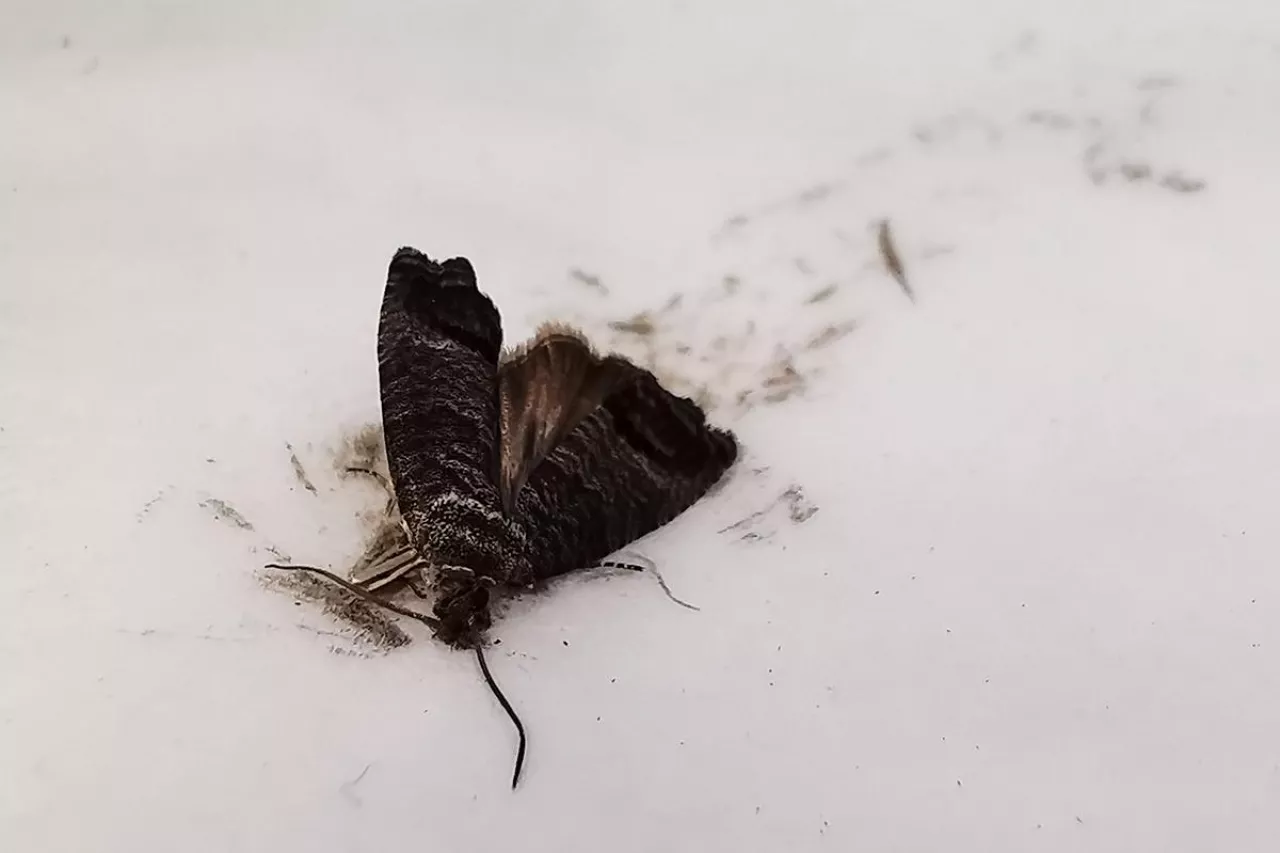 owocówka jabłkóweczka