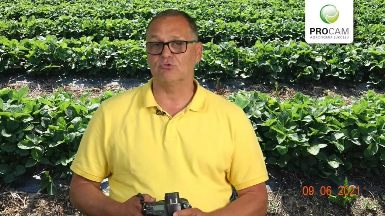 Komunikat jagodowy Procam