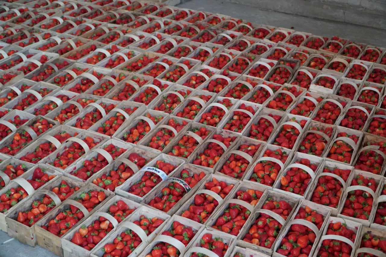 truskawki w łubiankach