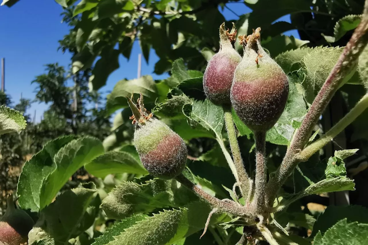 zawiązki na Szampionie