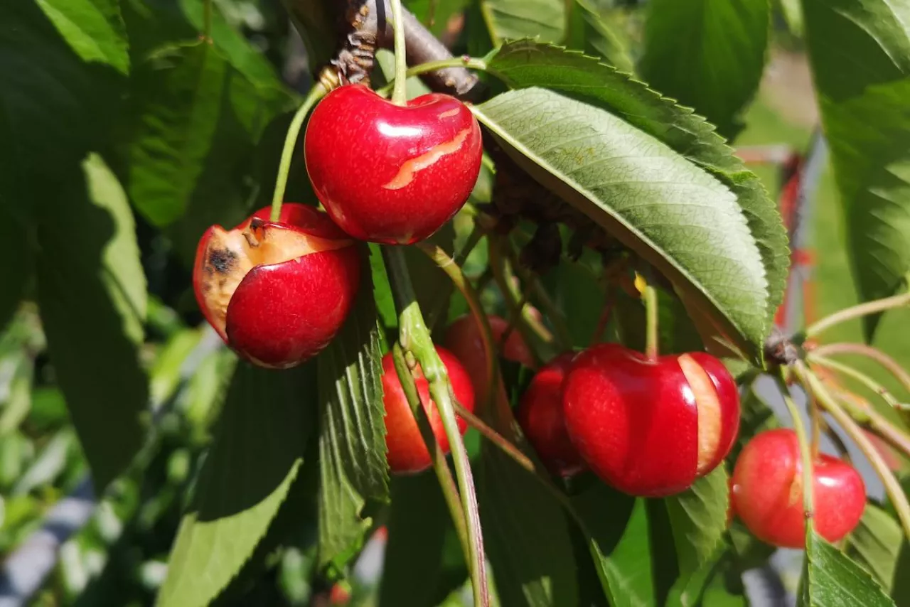 pękające czereśnie