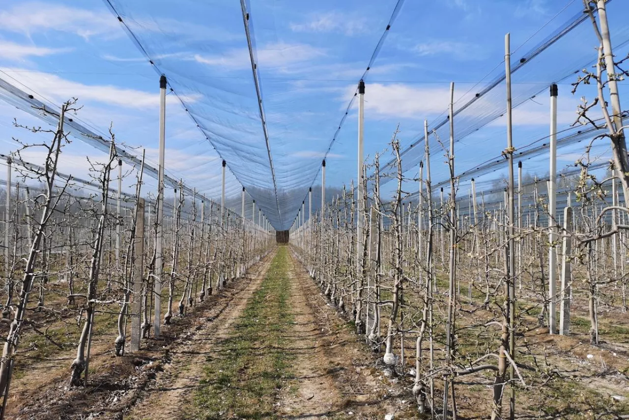 konstrukcje sadownicze