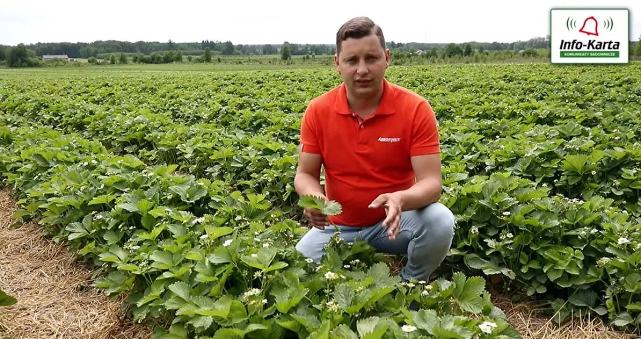 Tomasz Domański Agrosimex - komunikat jagodowy 02.06.2021