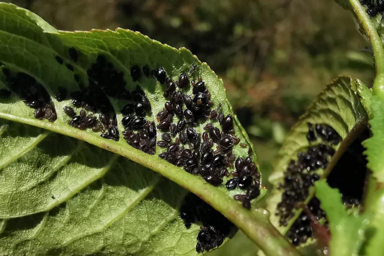 mszyca wiśniowo-przytuliowa