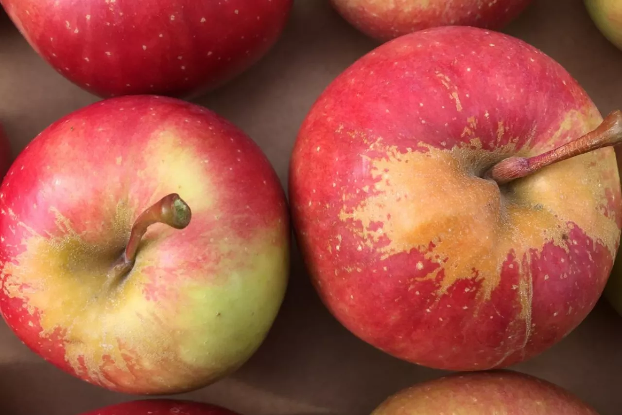 Fot. 3 - Pomrozowe ordzawiania przyszypułowe na odm. ‘GALA‘