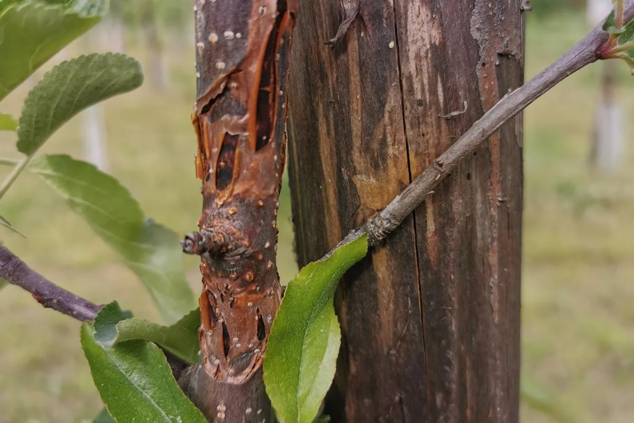 rak bakteryjny drzew owocowych