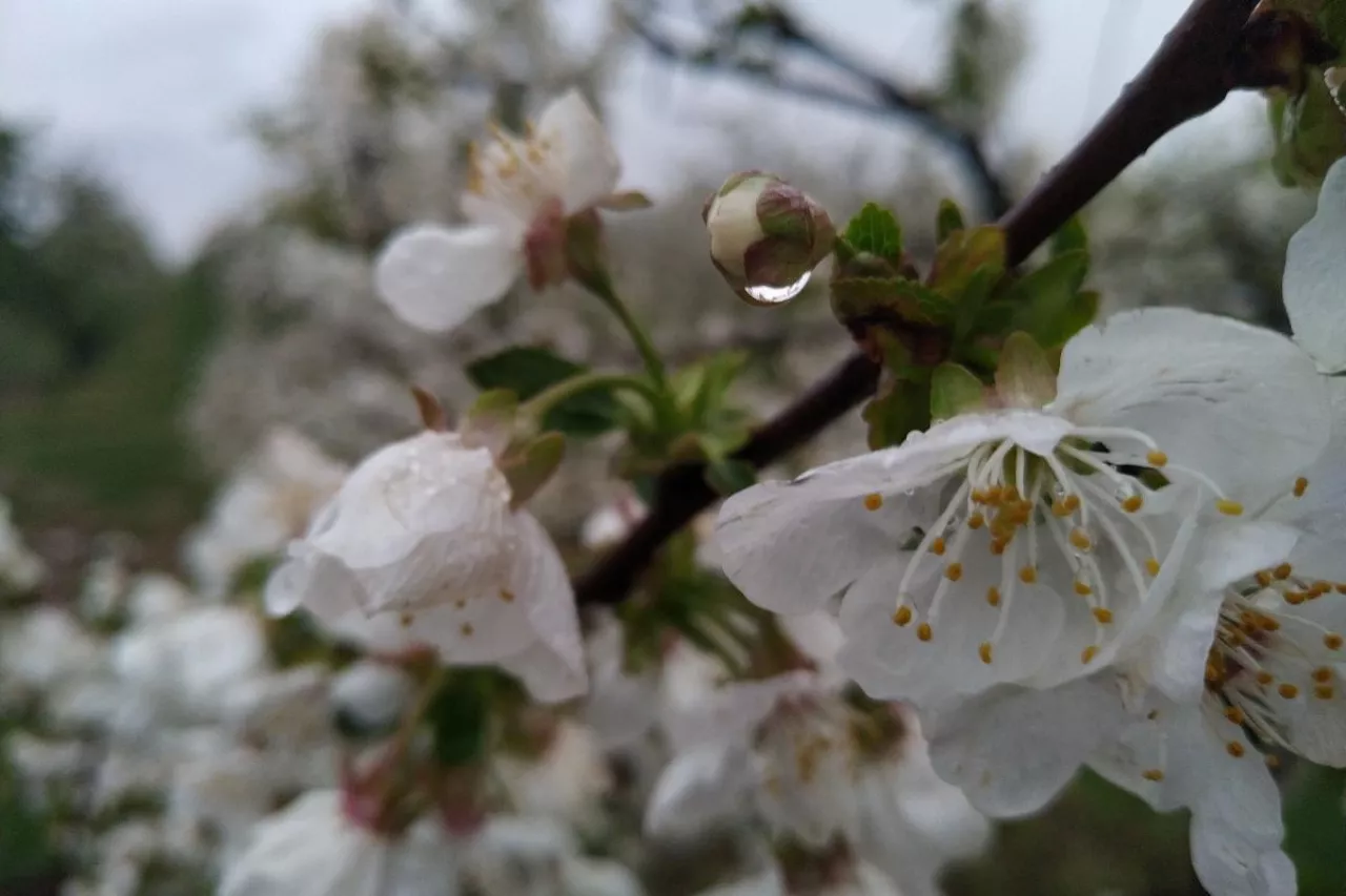 deszcz w kwitnienie