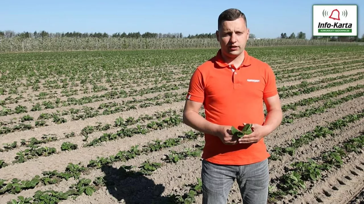 Tomasz Domański Agrosimex