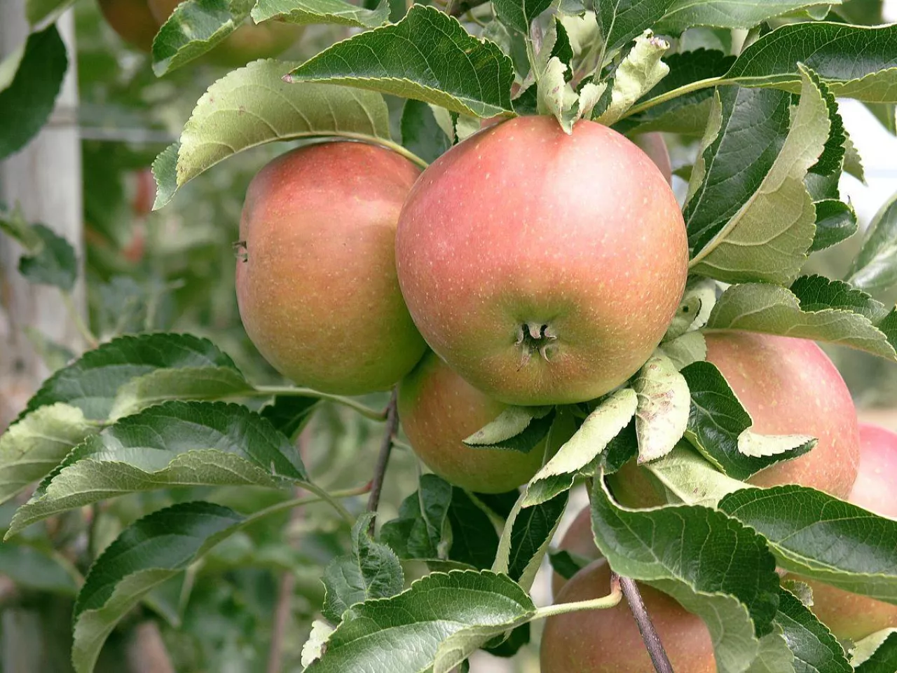 Owoce jabłoni pod koniec sierpnia