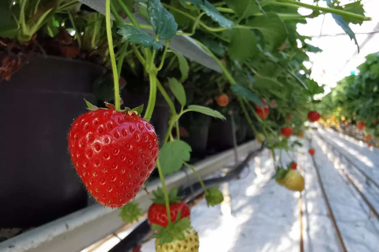 truskawka w szklarni