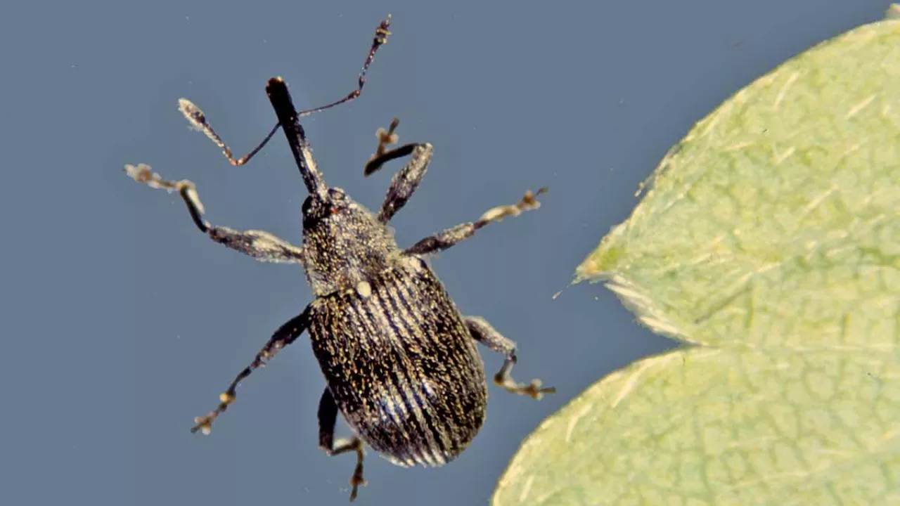 Chrząszcz kwieciaka malinowca, fot. G. Łabanowski