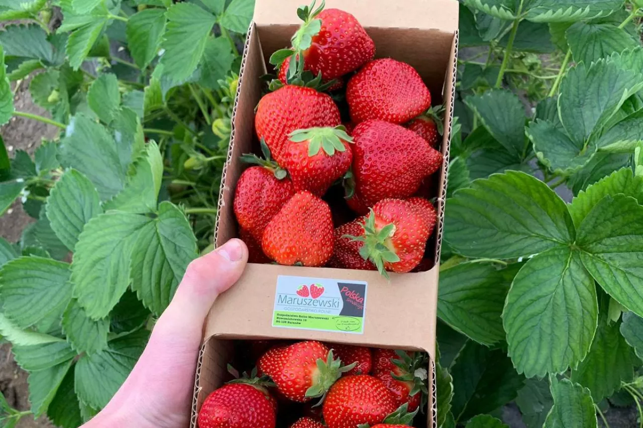 truskawki Maruszewscy