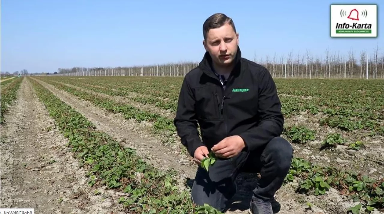 Tomasz Domański - Agrosimex - komunikat jagodowy - ochrona truskawek