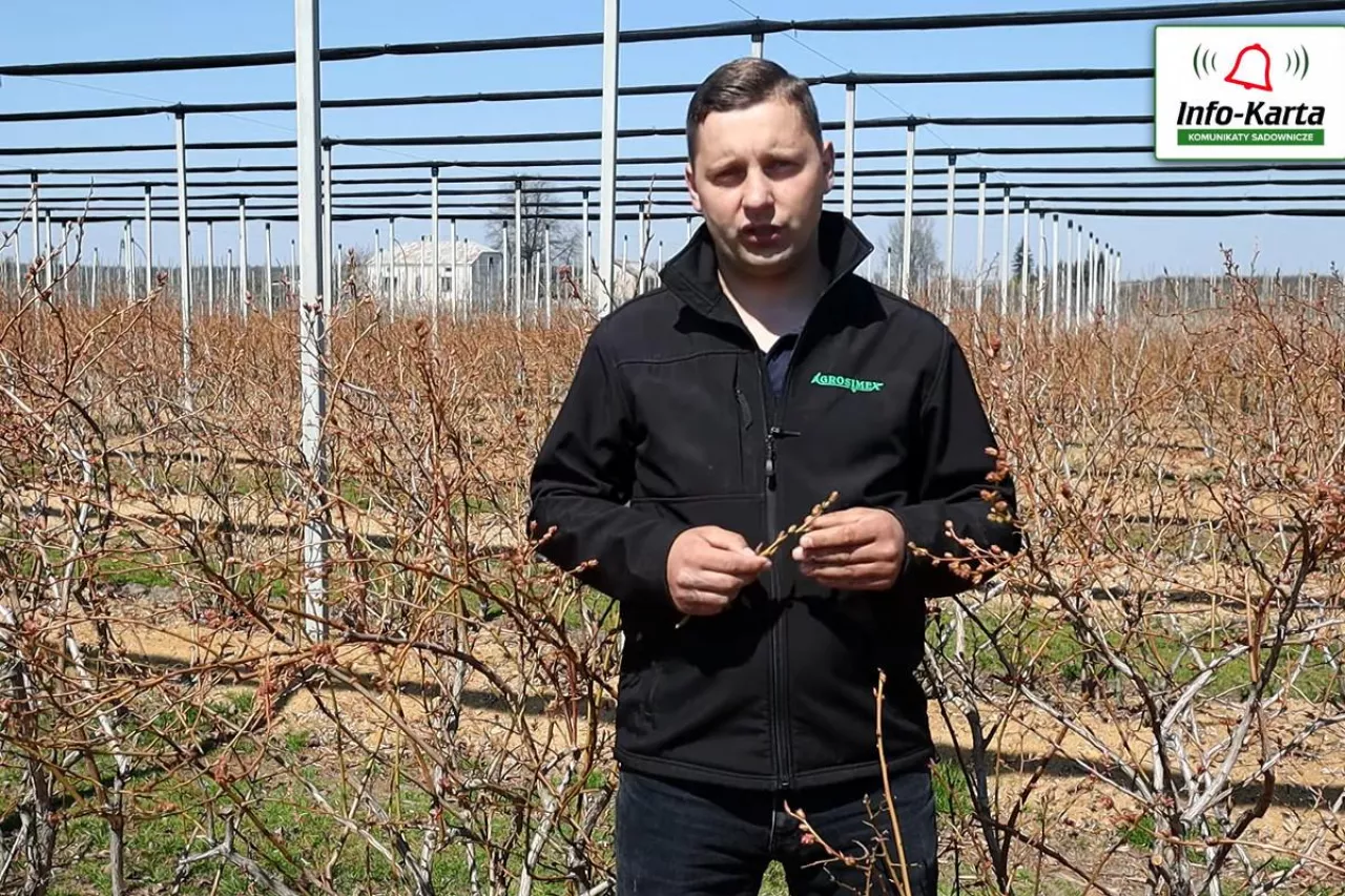 borówka amerykańska