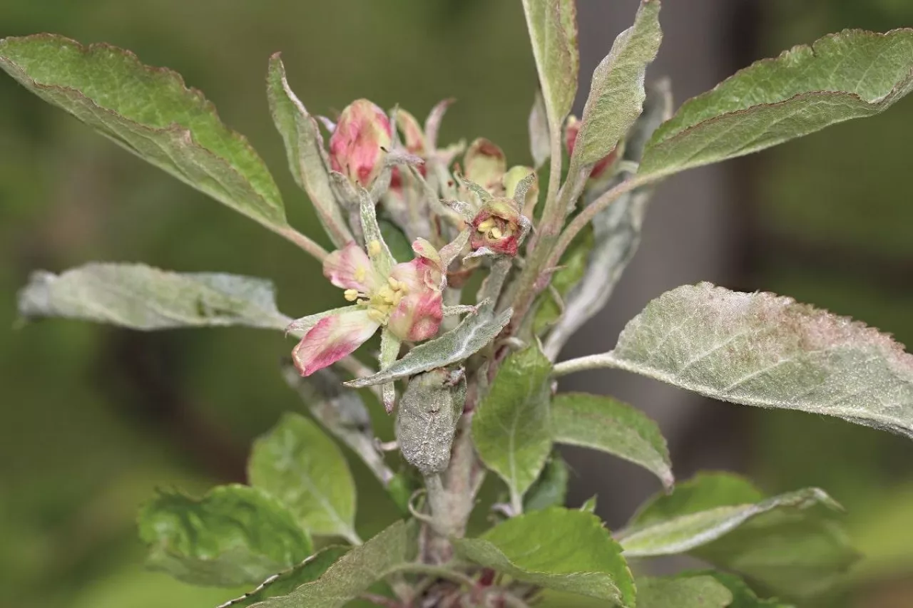 Mącznika jabłoni 2021