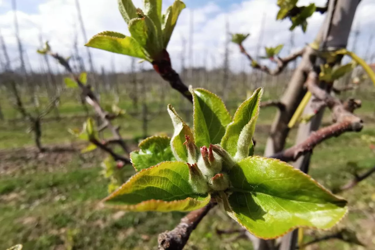 zielony pąk szampion