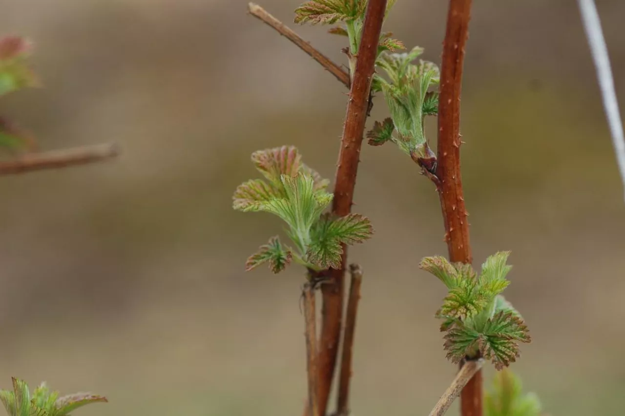 Fot.2.‘Sokolica’ – rozwinięty drugi liść właściwy, BBCH 12, 19.04.2021 r.
